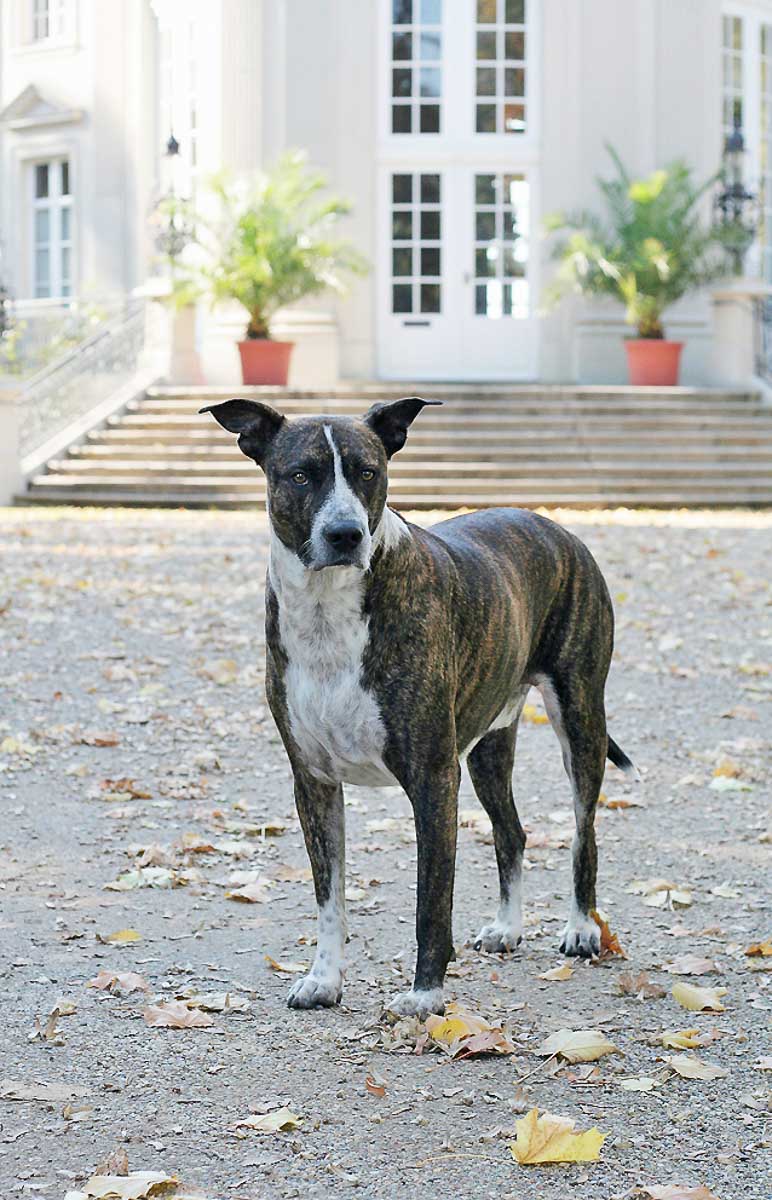 Galeriebild aus der Kategorie Tiere